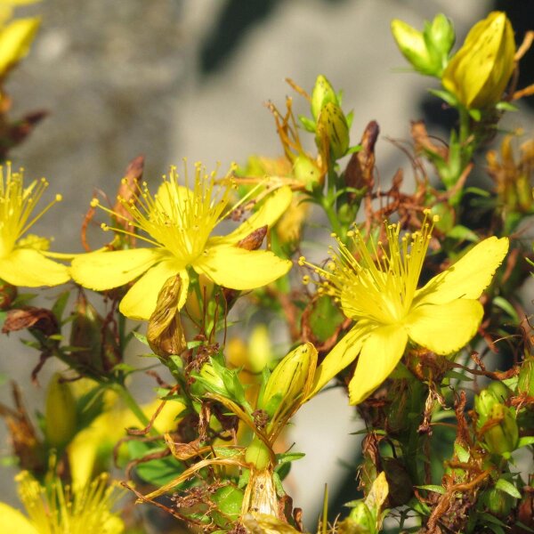 Sint-Janskruid (Hypericum perforatum) zaden