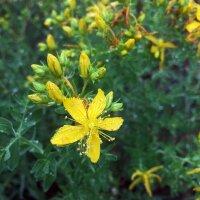 Sint-Janskruid (Hypericum perforatum) zaden