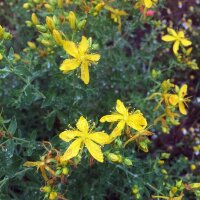 Sint-Janskruid (Hypericum perforatum) zaden