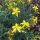 Sint-Janskruid (Hypericum perforatum) zaden