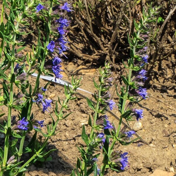 Hyssop (Hyssopus officinalis) zaden