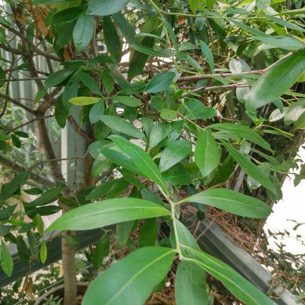 Mate (Ilex paraguariensis) zaden