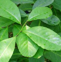 Mate (Ilex paraguariensis) zaden