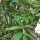 Mate (Ilex paraguariensis) zaden
