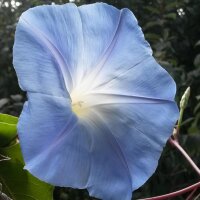 Klimmende winde Heavenly Blue (Ipomoea tricolor) zaden