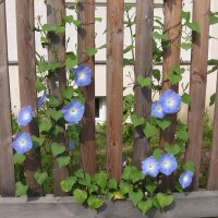 Klimmende winde Heavenly Blue (Ipomoea tricolor) zaden