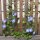 Klimmende winde Heavenly Blue (Ipomoea tricolor) zaden