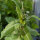 Giftige sla (Lactuca virosa) zaden
