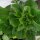 Stengelsla/ Chinese aspergesla (Lactuca sativa var. angustana) zaden