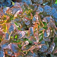 Pluksla Red Salad Bowl (Lactuca sativa) zaden