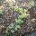 De aardaker (Lathyrus tuberosus) zaden
