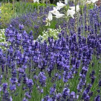 Echte lavendel (Lavandula angustifolia) zaden