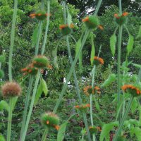 Afrikaanse leeuwenoor (Leonotis leonurus) zaden