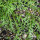 Maca / Peruaanse ginseng (Lepidium meyenii) zaden