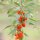 Goji bes/gewone boksdoorn (Lycium barbarum) zaden