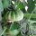 Vleestomaat Marmande (Solanum lycopersicum) zaden