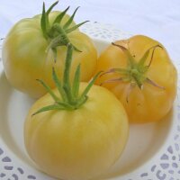 Vleestomaat Witte schoonheid  (Solanum lycopersicum) bio...
