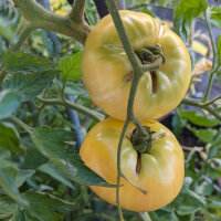 Vleestomaat Witte schoonheid  (Solanum lycopersicum) bio...