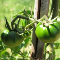 Tomaat Zwarte Krim (Solanum lycopersicum) zaden