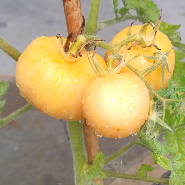 Perzik-tomaat Pêche Jaune (Solanum lycopersicum) bio zaad