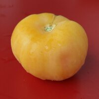 Perzik-tomaat Pêche Jaune (Solanum lycopersicum)...