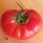 Tomaat Berner Rose (Solanum lycopersicum) zaden