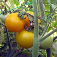 Gele tomaat Goldene Königin  (Solanum lycopersicum)...