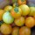 Gele tomaat Goldene Königin  (Solanum lycopersicum) zaden