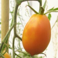 Tomaat Orange Banana (Solanum lycopersicum) bio zaad