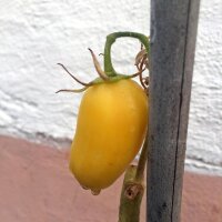 Tomaat Orange Banana (Solanum lycopersicum) bio zaad