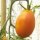 Tomaat Orange Banana (Solanum lycopersicum) bio zaad