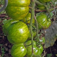 Gestreepte tomaat Grünes Zebra (Solanum lycopersicum) zaden
