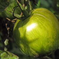 Gestreepte tomaat Groene zebra (Solanum lycopersicum) zaden
