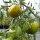 Gestreepte tomaat Groene zebra (Solanum lycopersicum) zaden