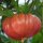 Vleestomaat Brandywine roze (Solanum lycopersicum) zaden