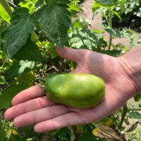 Tomaat San Marzano (Solanum lycopersicum) zaden