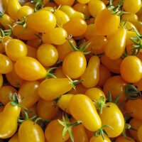 Cocktailtomaat Yellow Pear (Solanum lycopersicum) bio zaad