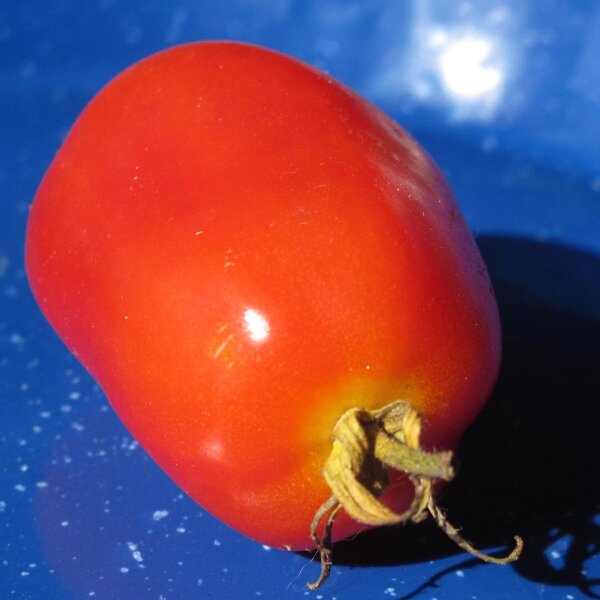 Roma tomaat (Solanum lycopersicum) zaden
