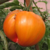 Vleestomaat Ananas (Solanum lycopersicum) bio zaad