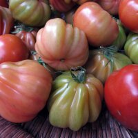 Oxheart-tomaat / harttomaat Cuore di bue (Solanum lycopersicum) zaden