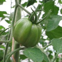 Oxheart-tomaat / harttomaat Cuore di bue (Solanum...