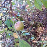 De wilde appel / krabappel (Malus sylvestris) zaden