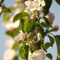 Appel Bittenfelder Sämling (Malus domestica) zaden