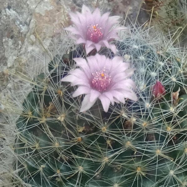 Wichuriki (Mammillaria heyderi) zaden