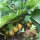 Herfst mandragora (Mandragora autumnalis) zaden