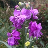 Matthiola (Matthiola incana) zaden