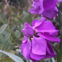 Matthiola (Matthiola incana) zaden