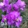 Matthiola (Matthiola incana) zaden