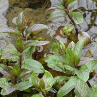 Watermunt (Mentha aquatica) zaden