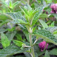 Pepermunt (Mentha piperita) zaden